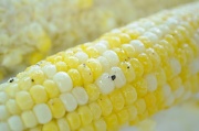12th Aug 2010 - Corn