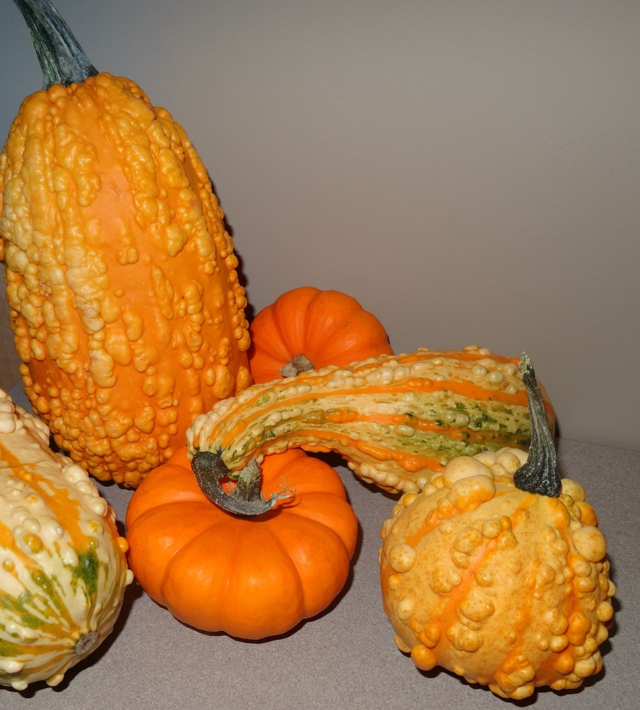 Day 104 Gourds by rminer
