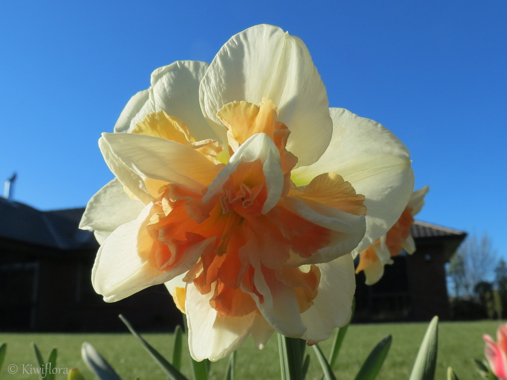 Daffodil by kiwiflora