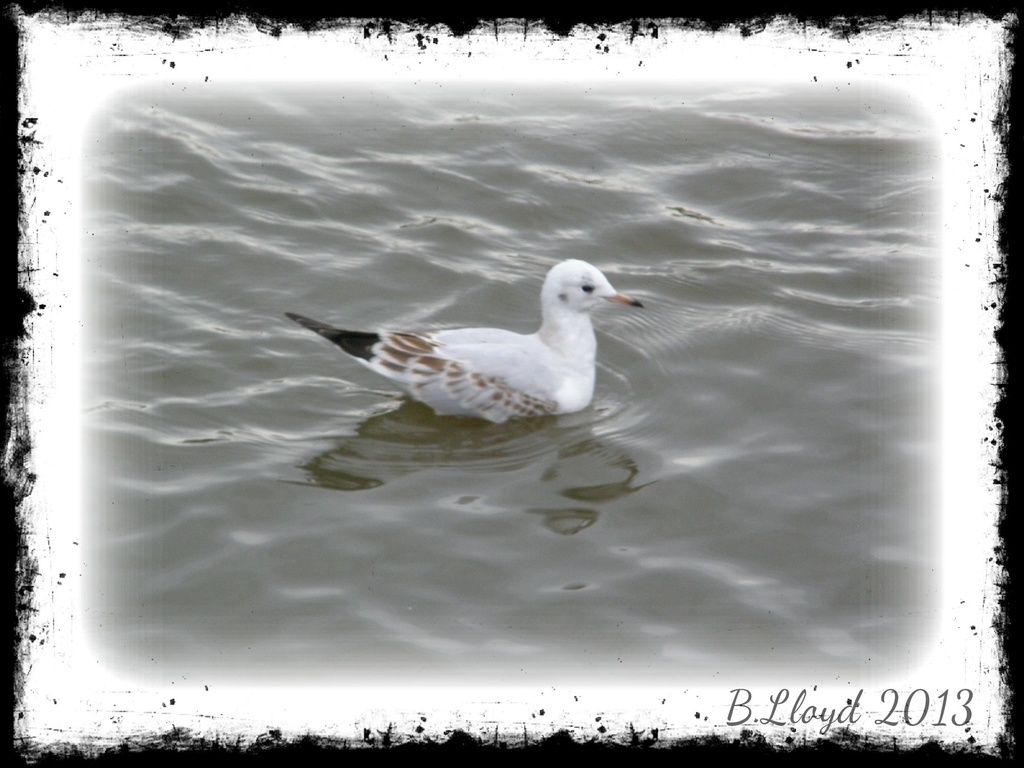 Lakeside - Gull. by beryl