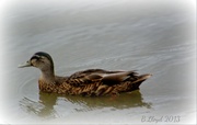 18th Sep 2013 - Lakeside-duck 