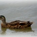 Lakeside-duck  by beryl