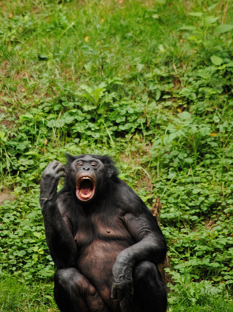 I am Monkey Hear Me Roar! by alophoto