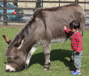 23rd Apr 2013 - Dunstan the donkey