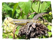 18th Sep 2013 - Grasshopper Picks Too-Small Perch