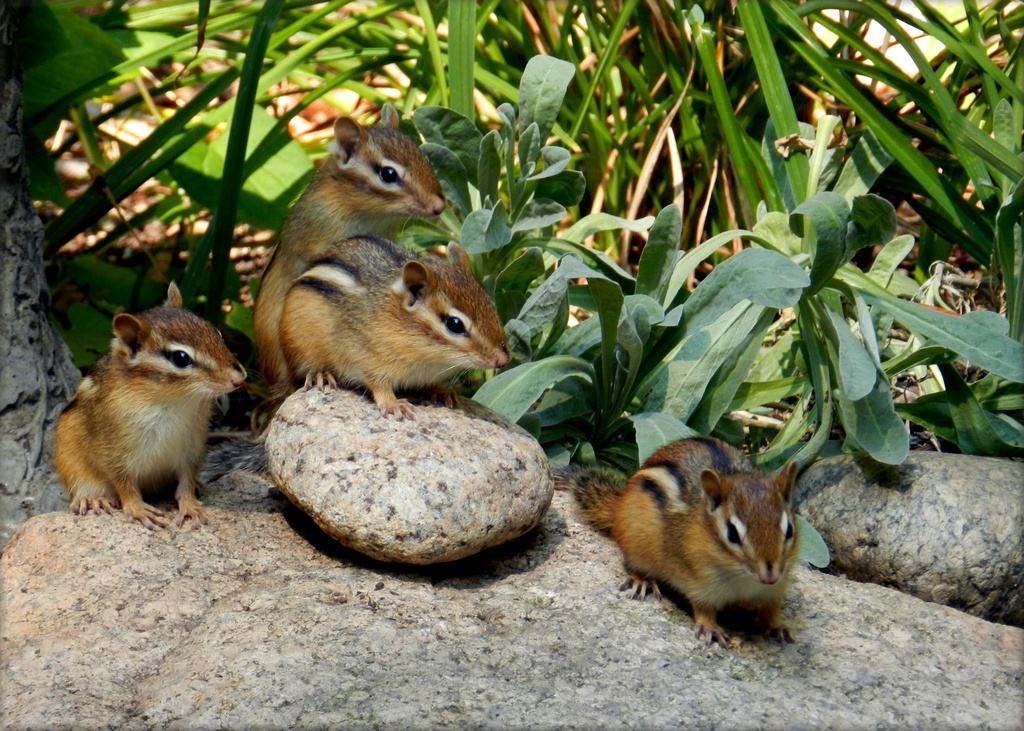 Four Baby Chipmunks by paintdipper
