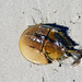 Horseshoe Crab by hjbenson