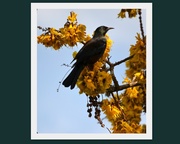 18th Sep 2013 - Tui's in the Kowhai..