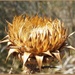 Thistle Seed Head by carolmw