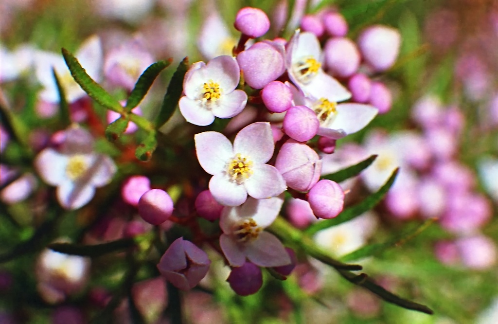 Tiny flowers by peterdegraaff