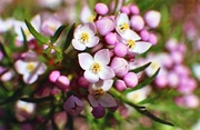 18th Sep 2013 - Tiny flowers