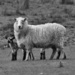 Lamb Season by wenbow