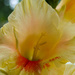 Yellow gladiolus by nicoleterheide