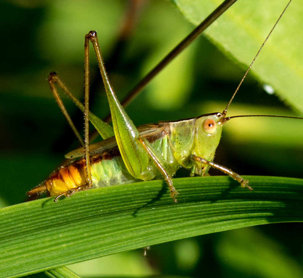 Grasshopper on piece of grass by kathyladley