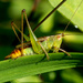 Grasshopper on piece of grass by kathyladley
