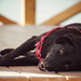 Lazy Hazy Dog Days by alophoto