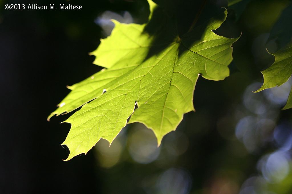 Photo 900: Light and Leaves #1 by falcon11