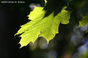 18th Sep 2013 - Photo 900: Light and Leaves #1