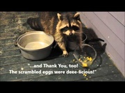 18th Sep 2013 - Pet Raccoon Story as told in a Nova Scotia Farmers Market