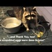Pet Raccoon Story as told in a Nova Scotia Farmers Market by Weezilou