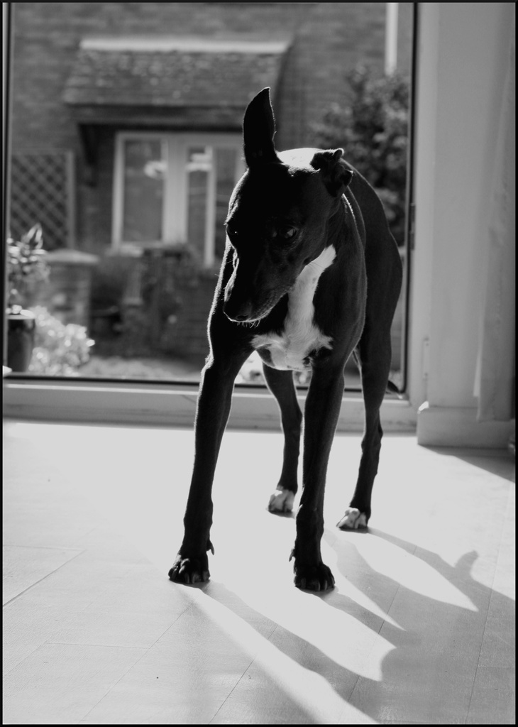 Contre Jour High Key Whippet by phil_howcroft