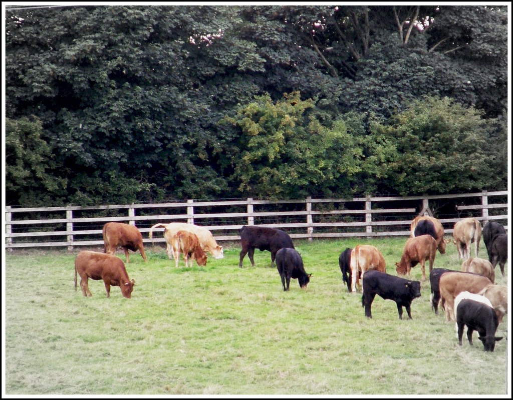 Cattle  by beryl