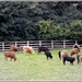 Cattle  by beryl