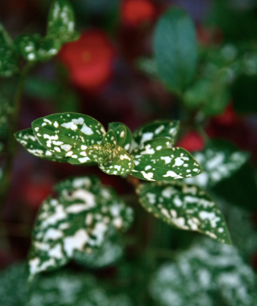 Dots on Leaves by houser934