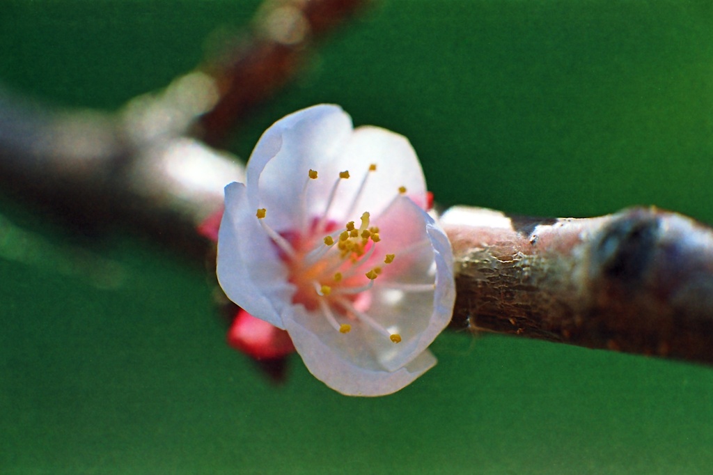 Apricot blossom by peterdegraaff