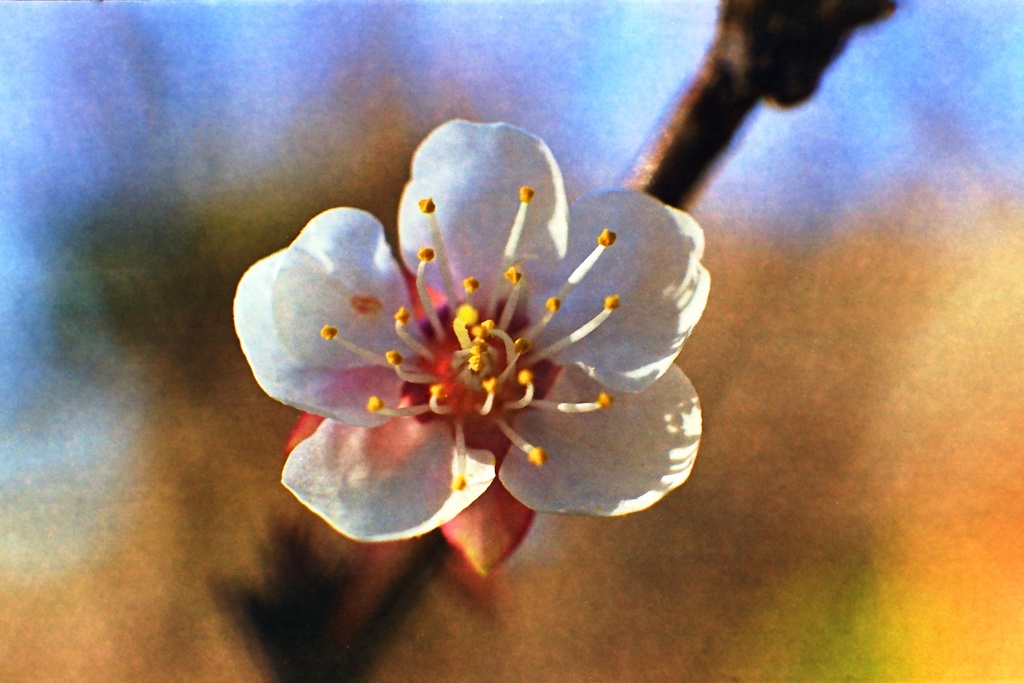 Apricot bloom by peterdegraaff