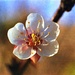 Apricot bloom by peterdegraaff