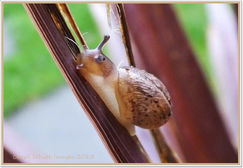 Mini Snail by carolmw