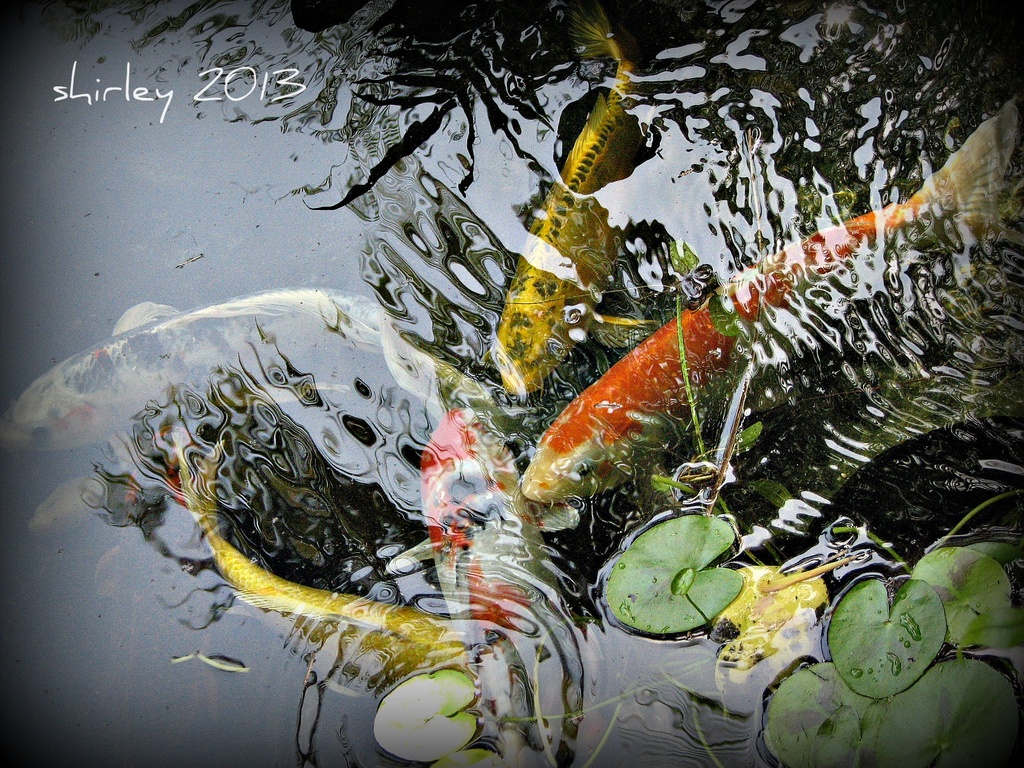 fish pond by mjmaven