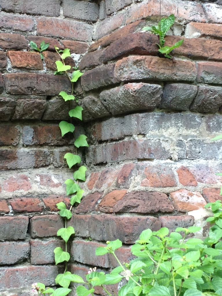 Ivy and brick wall.  Wraggborough neighborhood, Charleston, SC by congaree
