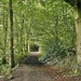 My Woodland Walk. by ladymagpie