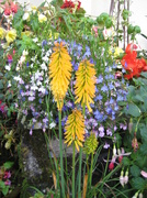 15th Sep 2013 - Red Hot Pokers and Lobelia