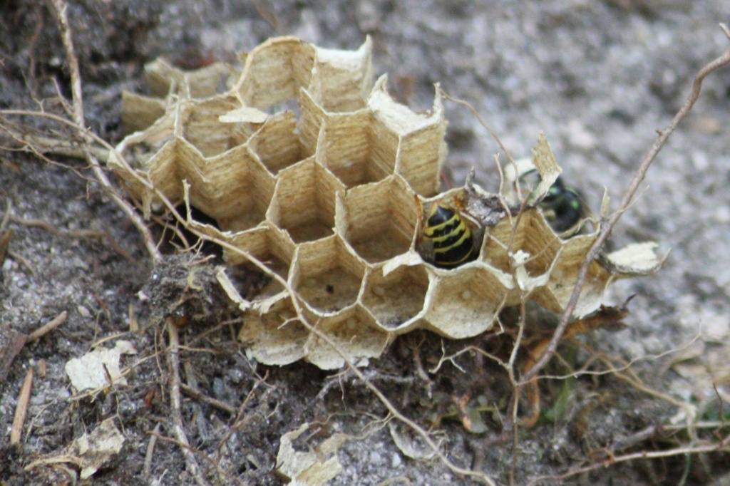 Broken beehive by annelis