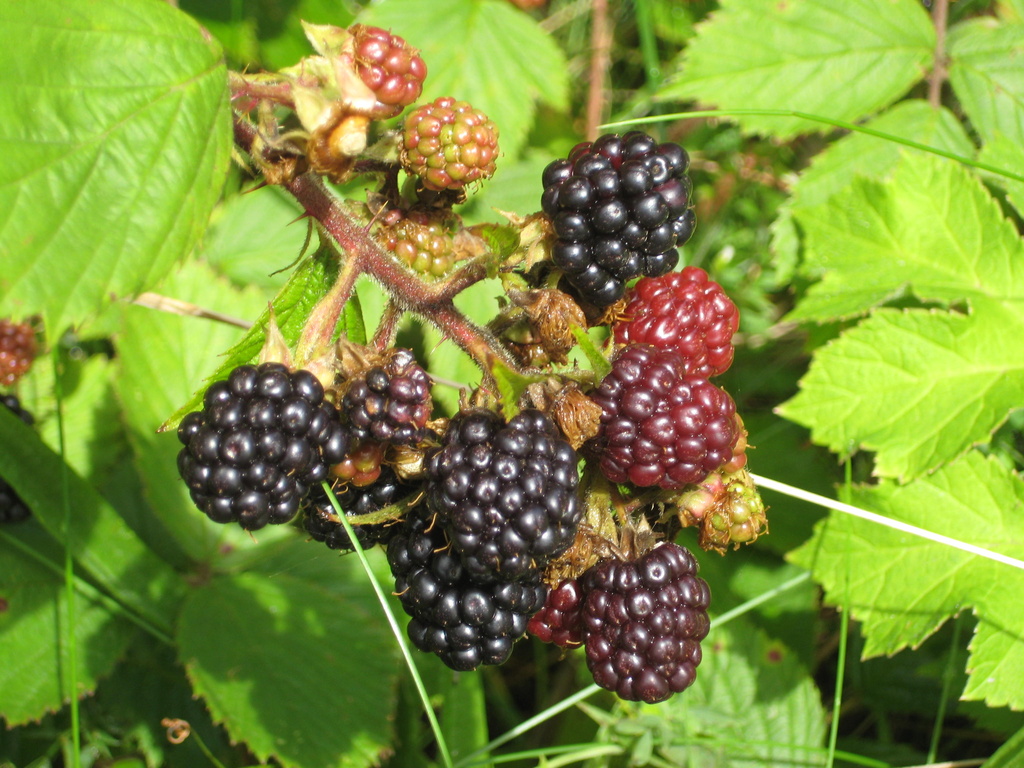  Blackberries by susiemc