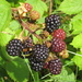  Blackberries by susiemc