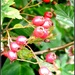 Berries  by beryl
