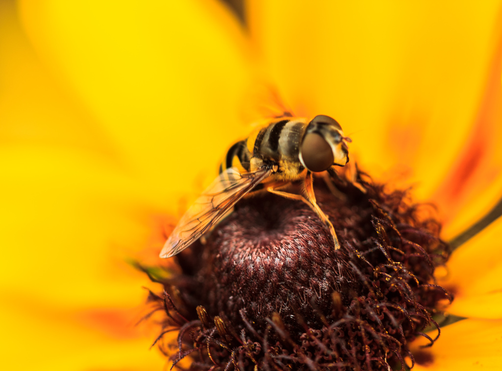 The Honey Bee by cdonohoue