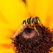 The Honey Bee by cdonohoue