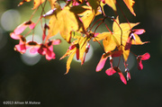 19th Sep 2013 - Maple Tree, Late Afternoon