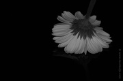19th Sep 2013 - Black & White Gerbera