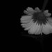 Black & White Gerbera by leonbuys83