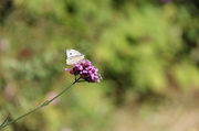 19th Sep 2013 - Butter and Verbena