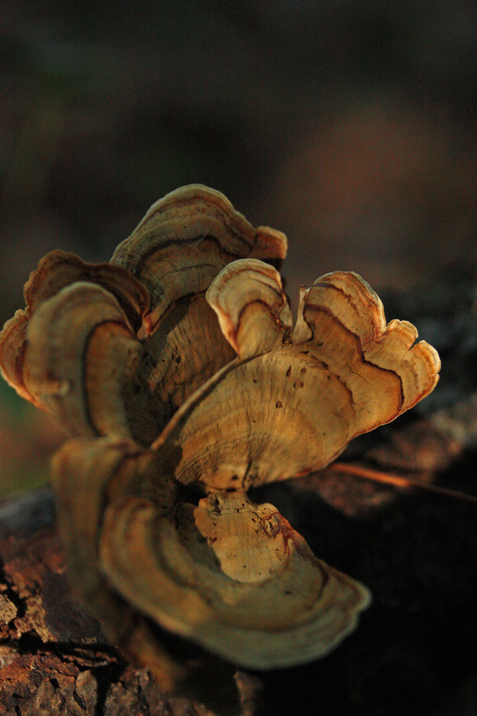 Fall Fungi by mzzhope
