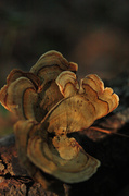 19th Sep 2013 - Fall Fungi