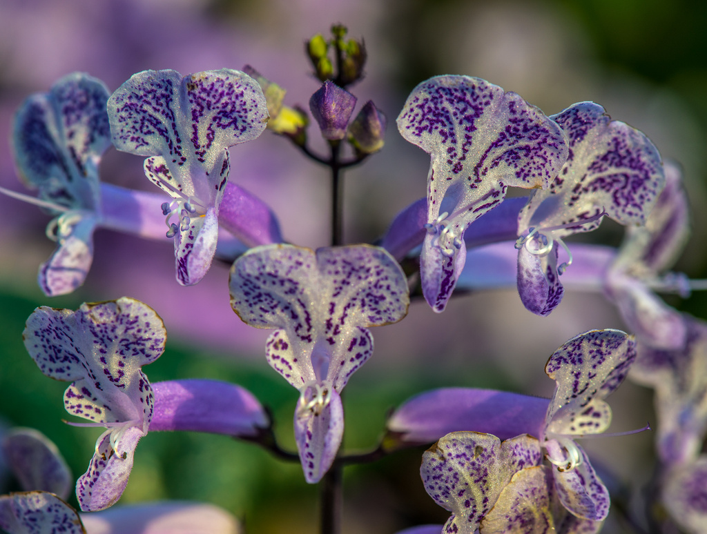 Mona Lavender Plectranthus by kathyladley
