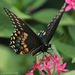 My first Black Swallowtail by rhoing